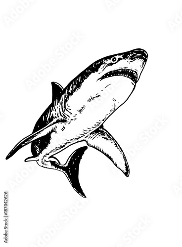 Graphical shark isolated on white background,vector hand-painted illustration