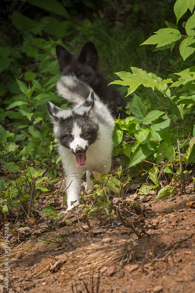 Fototapeta premium Marble Fox and Silver Fox (Vulpes vulpes) Trot Around Corner