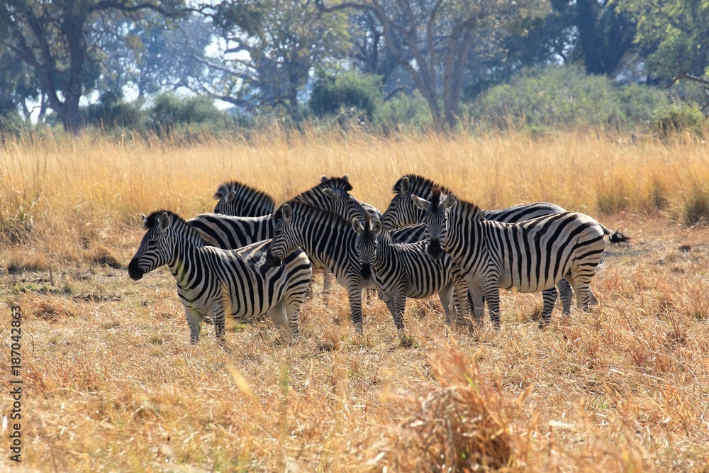Obraz premium Zebras Okavango Delta Botswana