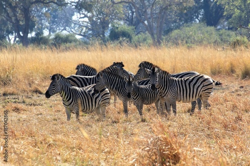 Zebras Okavango Delta Botswana