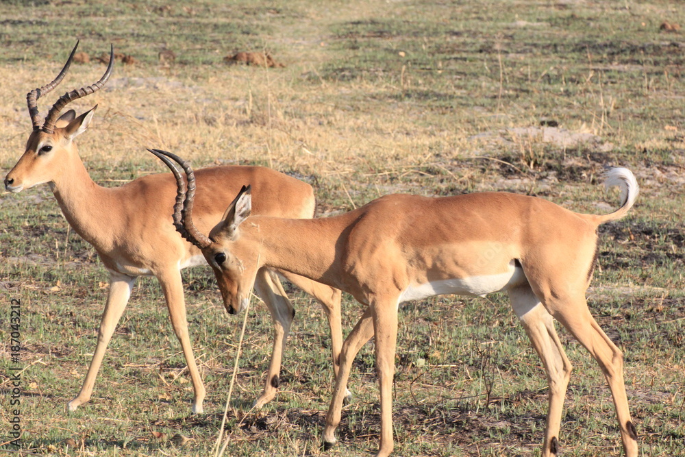 Impala Moremi Nature Reserve Botswana Impala Moremi Nature Reserve Botswana