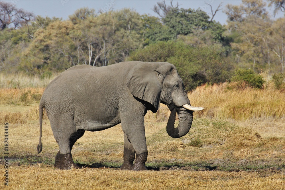 Elefant Moremi Nature Reserve Botswana Elefant Moremi Nature Reserve Botswana