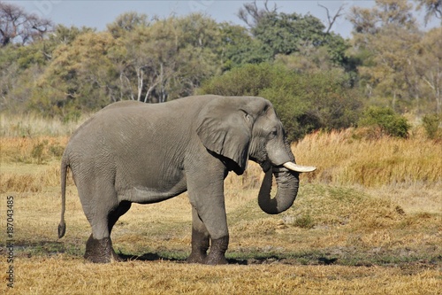 Elefant Moremi Nature Reserve Botswana © eickys