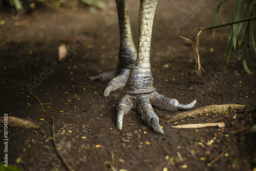 Northern Cassowary feet photo