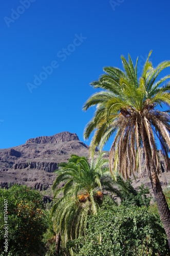 palmiers et montagne grande canarie