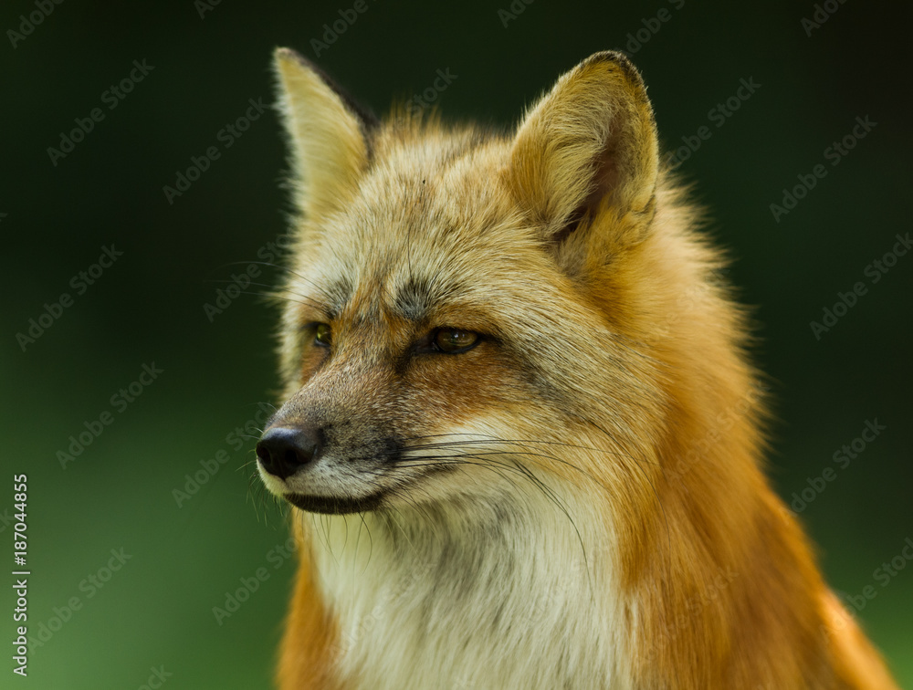 Fototapeta premium Red Fox - Renard Roux