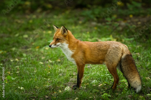 Red Fox - Renard Roux © AB Photography