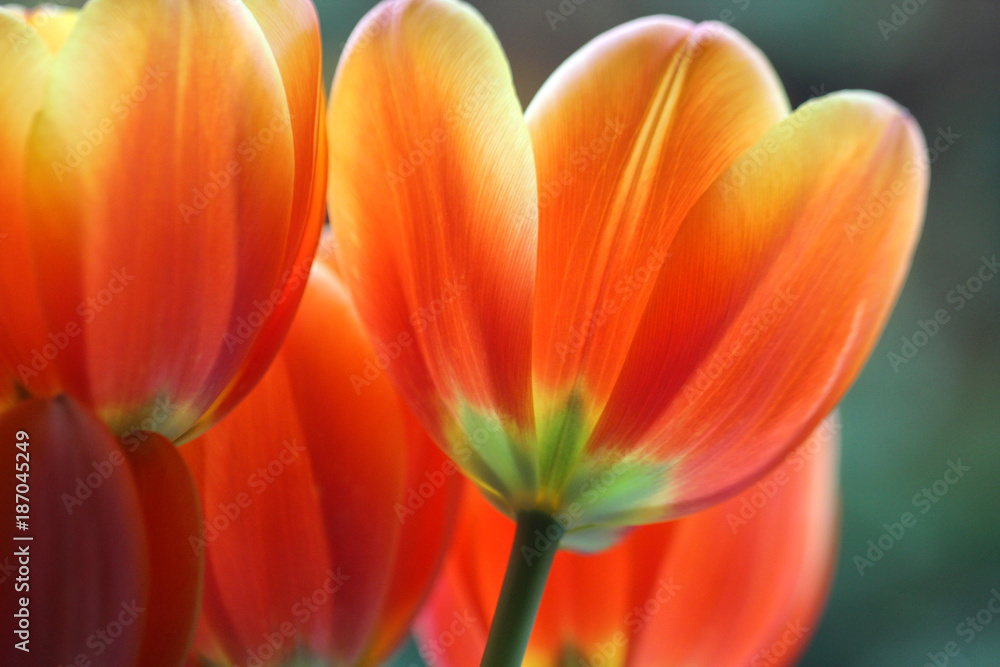 Beautiful Orange Tulips Beautiful Orange Tulips