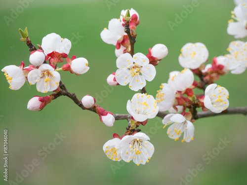 Blossoming of the apricot tree in spring time with white beautiful flowers. Macro image with copy space. Natural seasonal background.