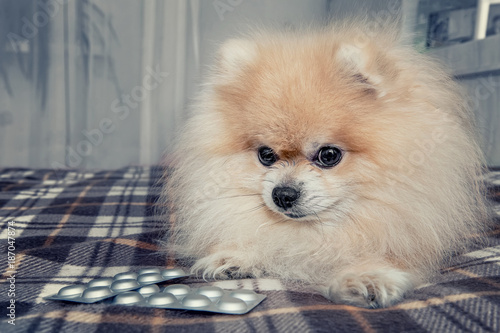 Sick Pomeranian puppy ate a lot of chocolate lying next to the pills for treatment after a visit to the veterinary clinic. The treatment and care of dogs.
