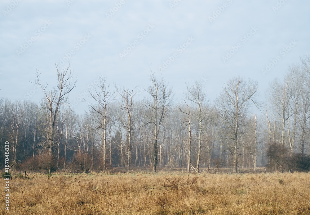 Mist at sunrise in a field lined by trees. Norfolk, UK. Mist at sunrise in a field lined by trees. Norfolk, UK.