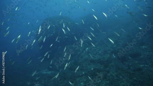 A flock of small fish in Mediterranien sea near Mallorca Island photo