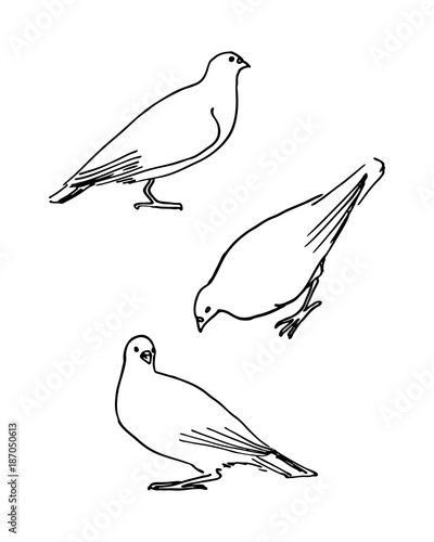 Hand drawn outline pigeons on white background. Vector illustration of dove bird.