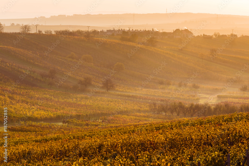 Fototapeta premium Moravian autumn vineyards