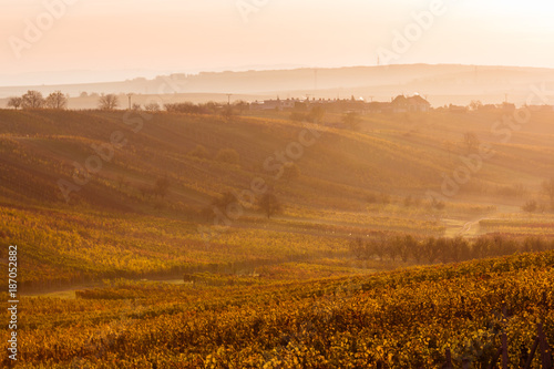 Moravian autumn vineyards