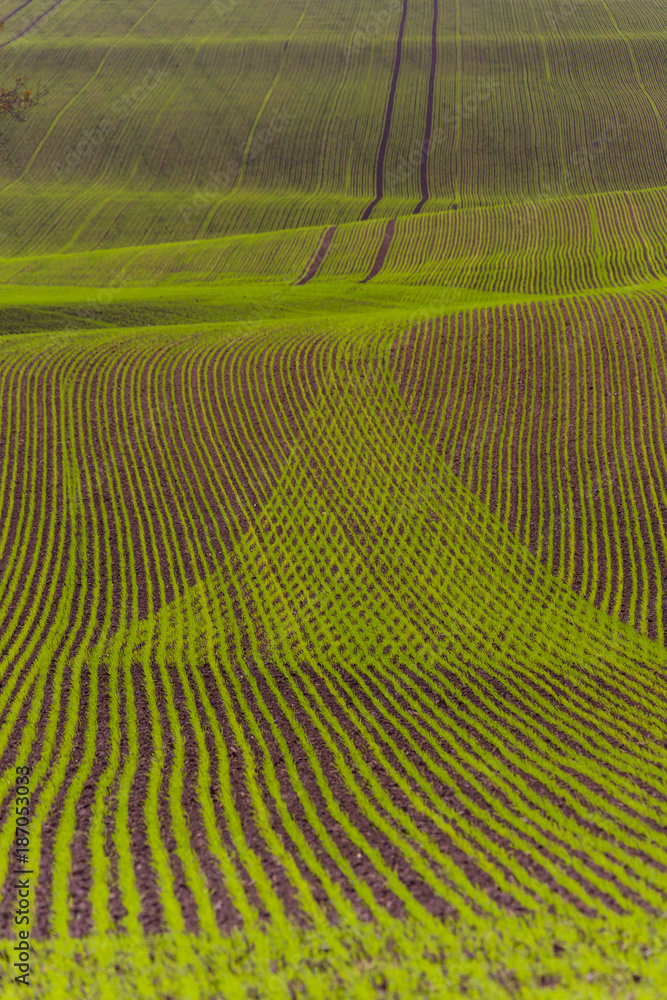 Field pattern Field pattern