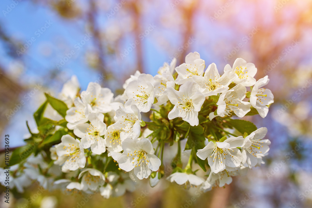 blossoming apple tree with white flowers