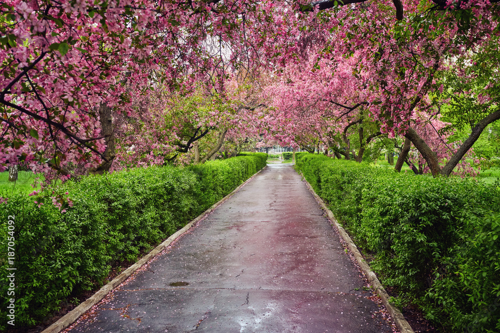 Park with alley of blossoming red apple trees. Park with alley of blossoming red apple trees.