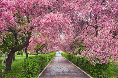 Park with alley of blossoming red apple trees. Fototapeta