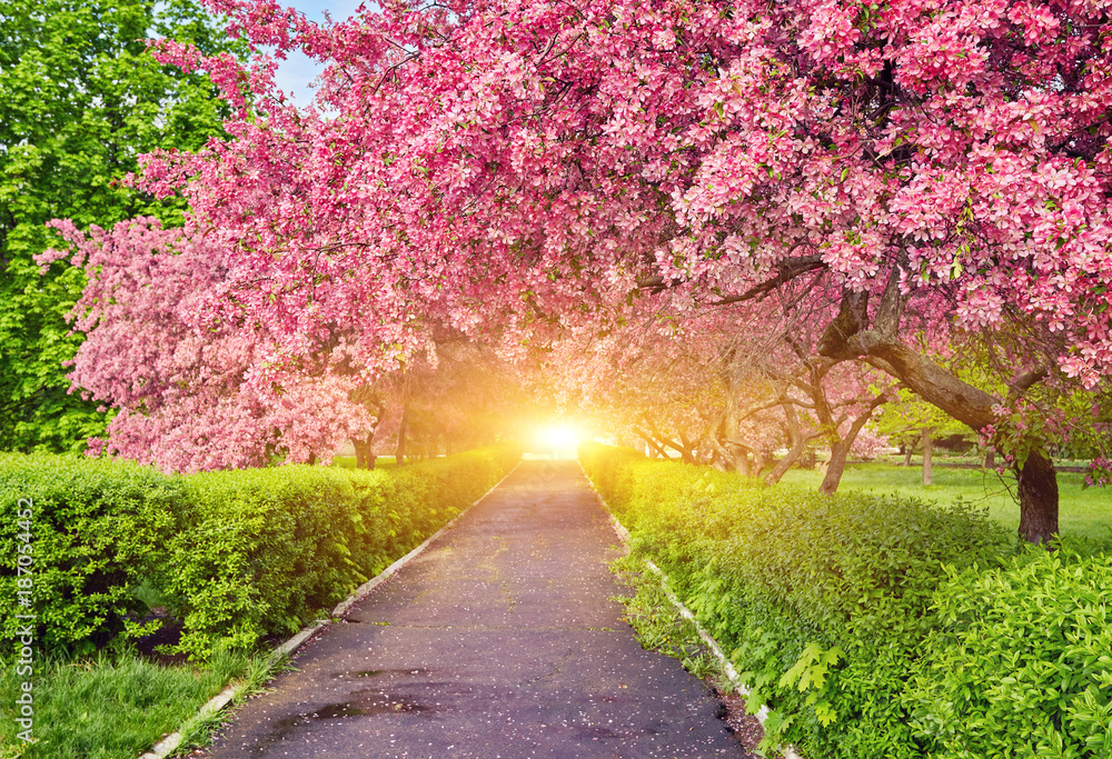 Naklejka premium Park with alley of blossoming red apple trees.