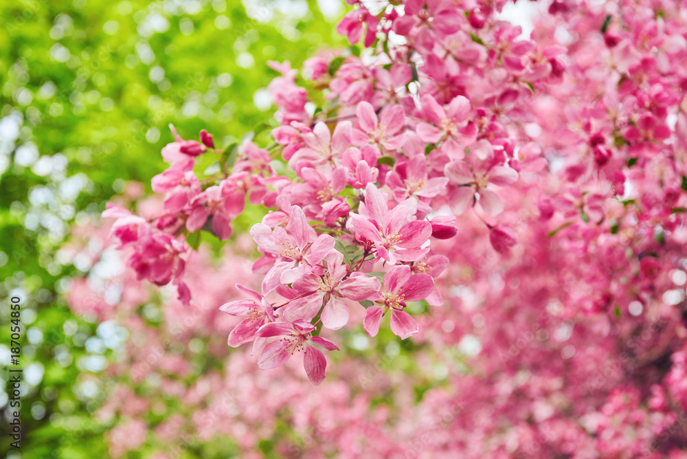 Decorative red apple tree flowers blossoming at spring time Decorative red apple tree flowers blossoming at spring time
