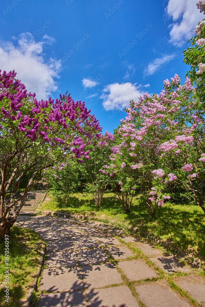 Park with blooming lilac trees
