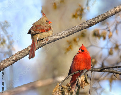 couple de cardinaux photo