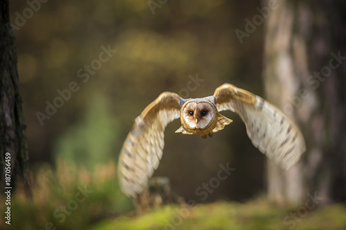 barn owl  tyto alba