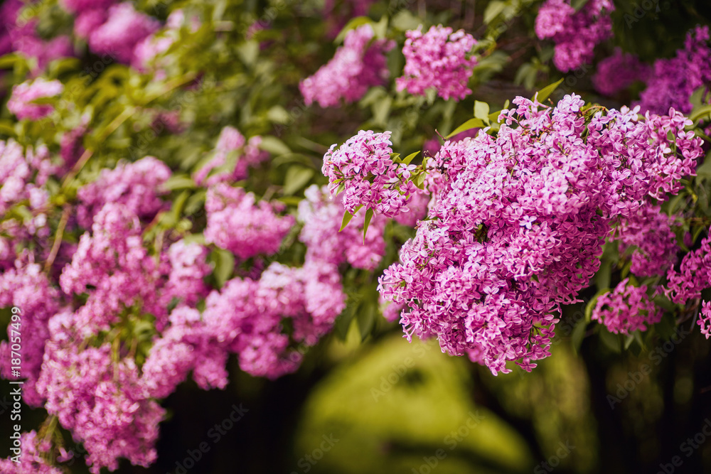 Fragrant lilac blossoms Syringa vulgaris . Shallow depth of field Fragrant lilac blossoms Syringa vulgaris . Shallow depth of field