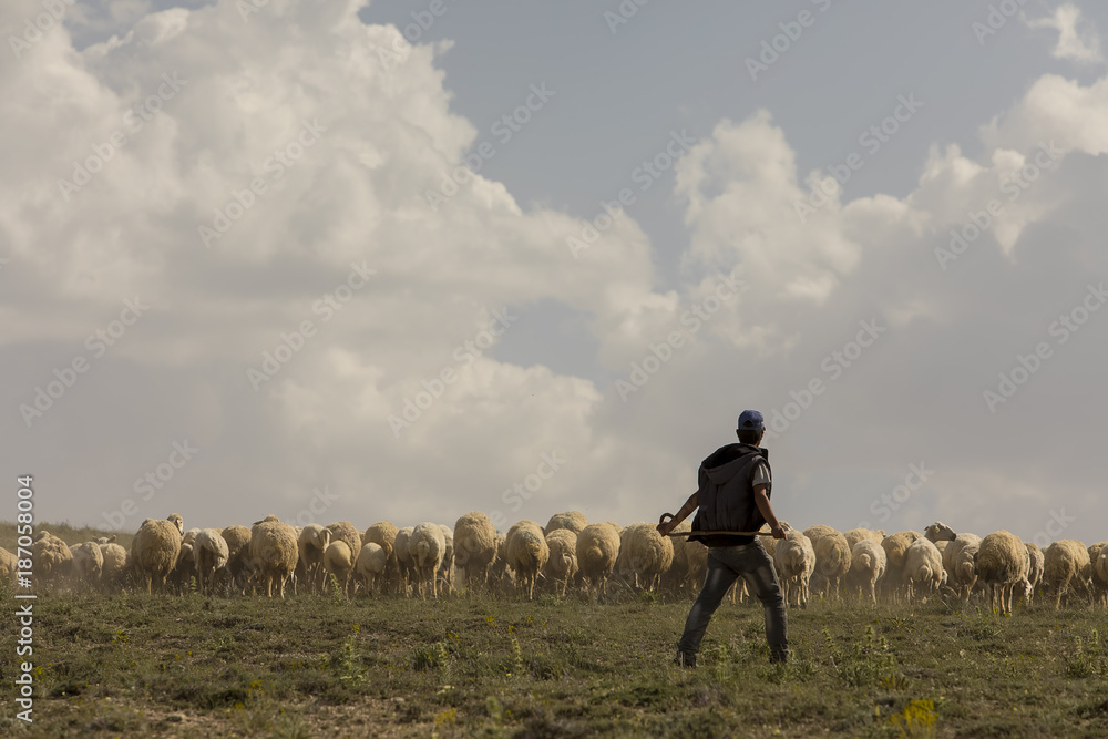 Naklejka premium Volcanic mountain Erciyes and Kayseri farmland - Kayseri Turkey 09 June 2017 Shepherd's sheep grazing on the edge of Erciyes mountains