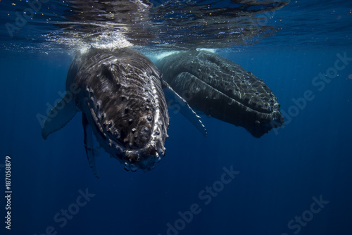 Canvas Print Humpback whales and Calf  underwater