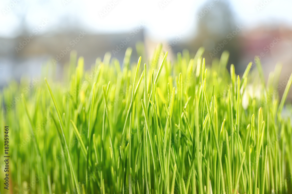 Fresh wheat grass, closeup