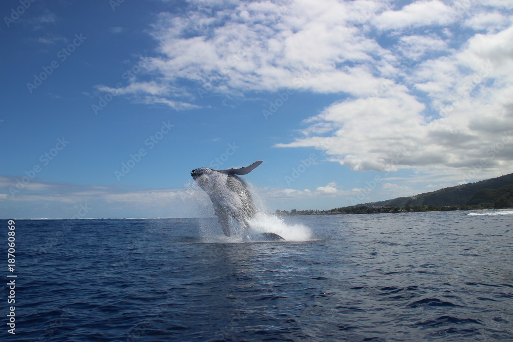 Fototapeta premium Humpback whales jump