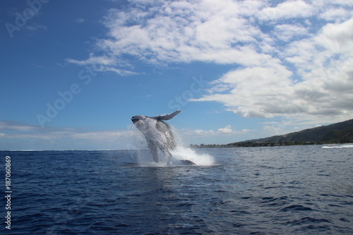 Humpback whales jump 