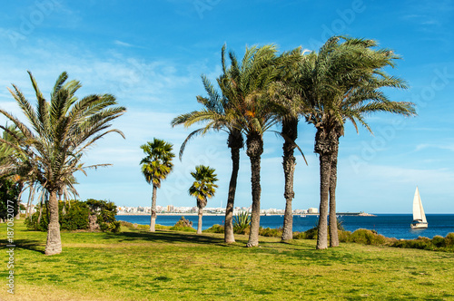Promenade with palm trees