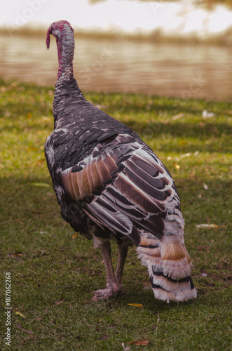 big wild gobbler turkey walks in the Park grass lawn meadow photo