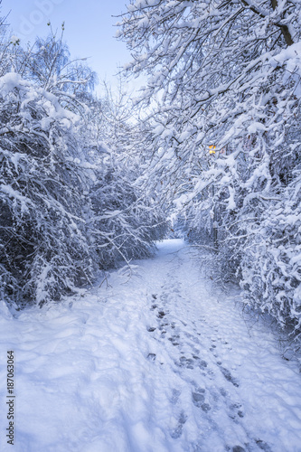 Walking Path and Tree Branches in Snow