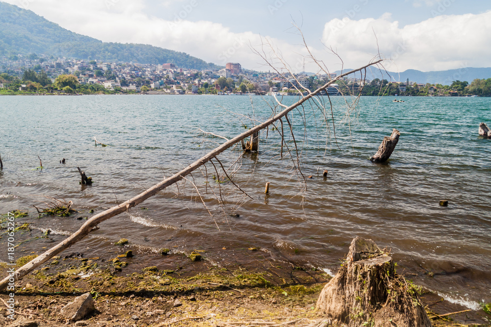 Fototapeta premium Coast of Atitlan lake, Guatemala. Rising levels of this lake causing submersion of trees. Santiago Atitlan village visible.