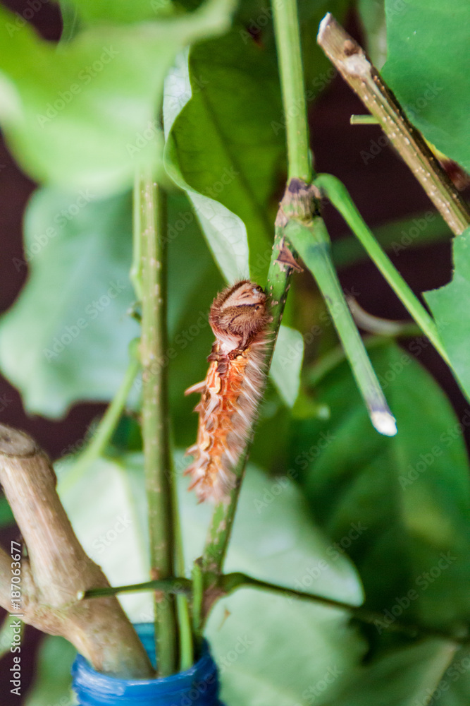 Larva of Morpho helenor butterfly, Costa Rica Larva of Morpho helenor butterfly, Costa Rica