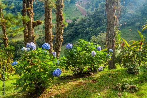 Gardden with Hydrangea (hortensia) near Boquete, Panama