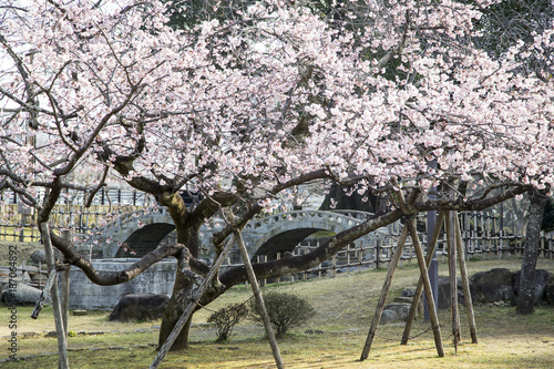 Bild auf Leinwand 諫早公園の大寒桜