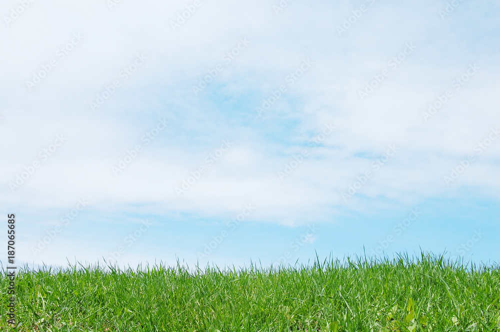 Obraz premium 草原 春 野原