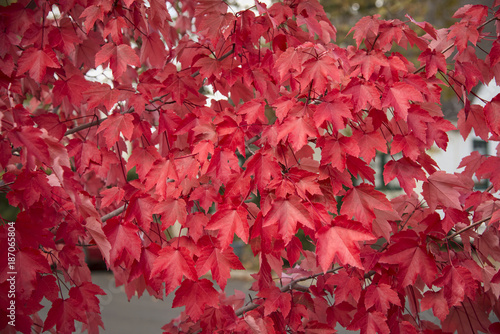 Red Autumn leaves closeup