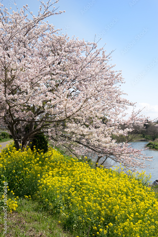 満開の桜と菜の花