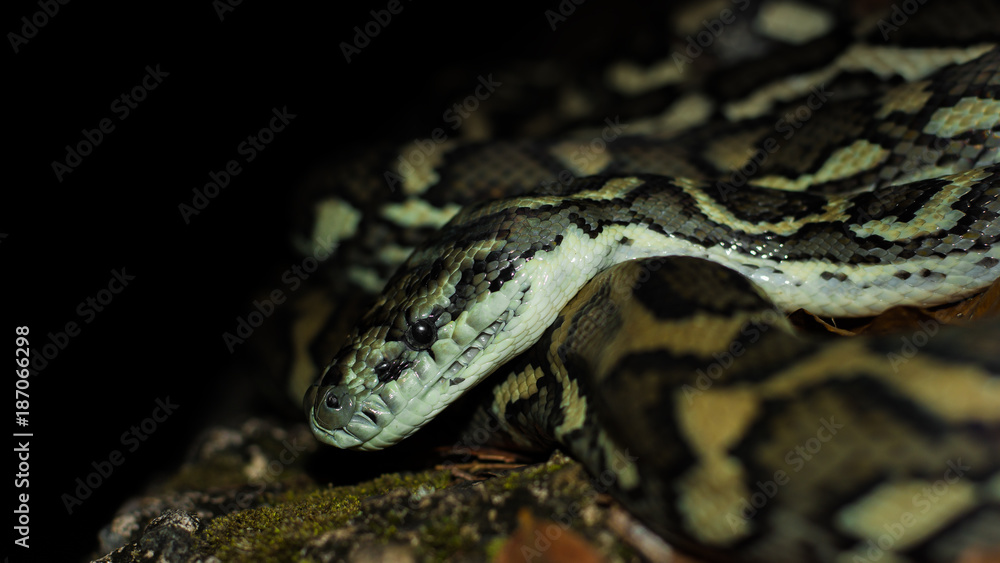 Chilling Carpet Python on the rock Chilling Carpet Python on the rock