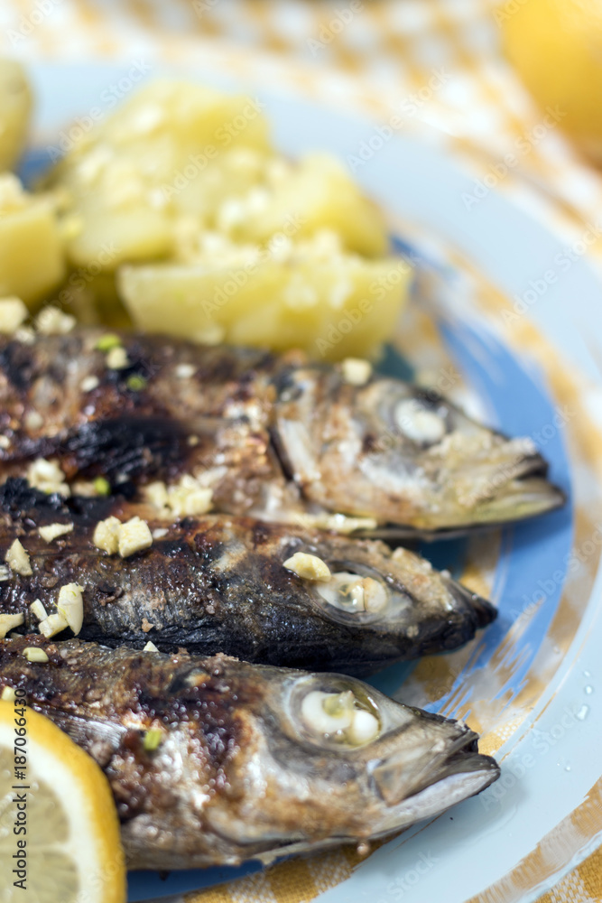 Atlantic horse mackerel meal
