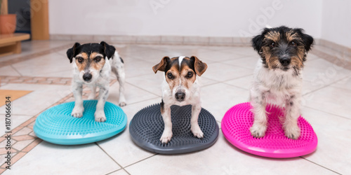 Photography three small dogs on balance pillows - Jack Russell Terrier doggies - left: broke