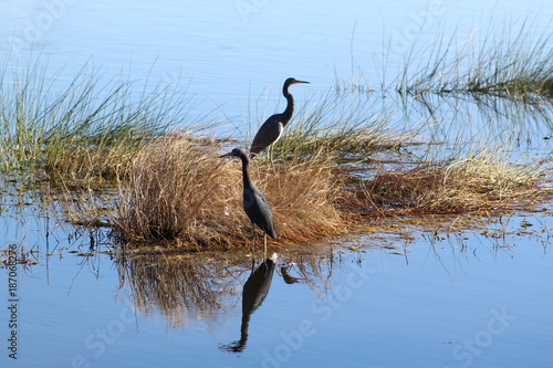 Two great blue herons standing in a patch of lake grass with water reflection