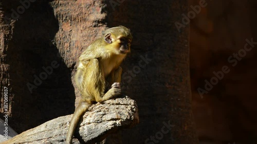 Gabon talapoin or northern talapoin monkey - Miopithecus ogouensis photo