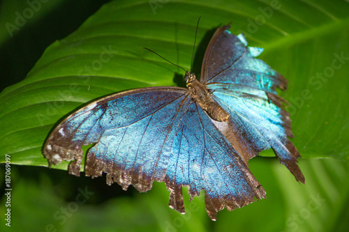 Electric blue butterfly on a green leaf